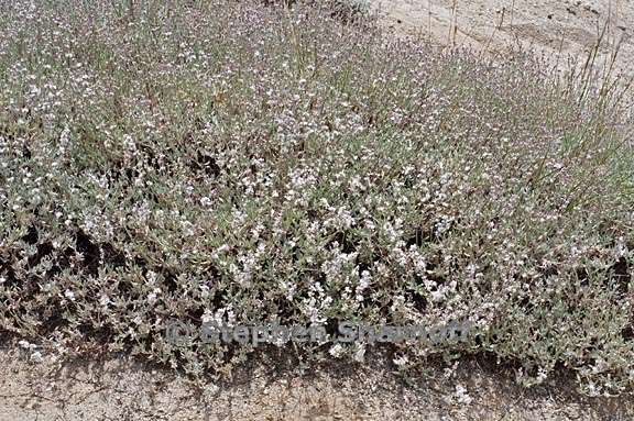 eriogonum wrightii var subscaposum 2 graphic